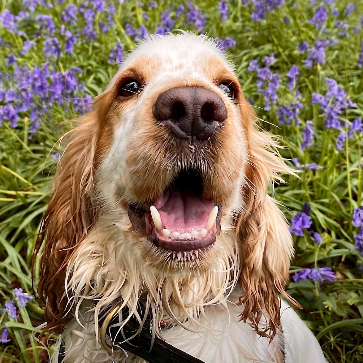 Dog Show Results Are In!