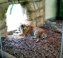 Up Close with Conservation at London Zoo