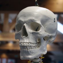 New Life for Old Bones New Life for Old Bones